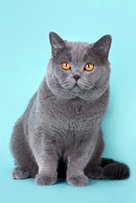 Британская короткошерстная кошка, голубая